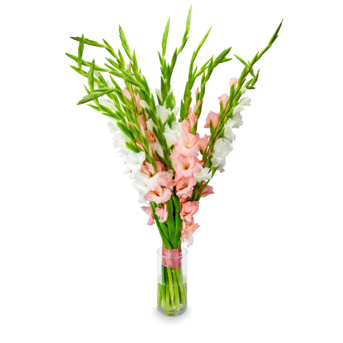 kytice gladiol